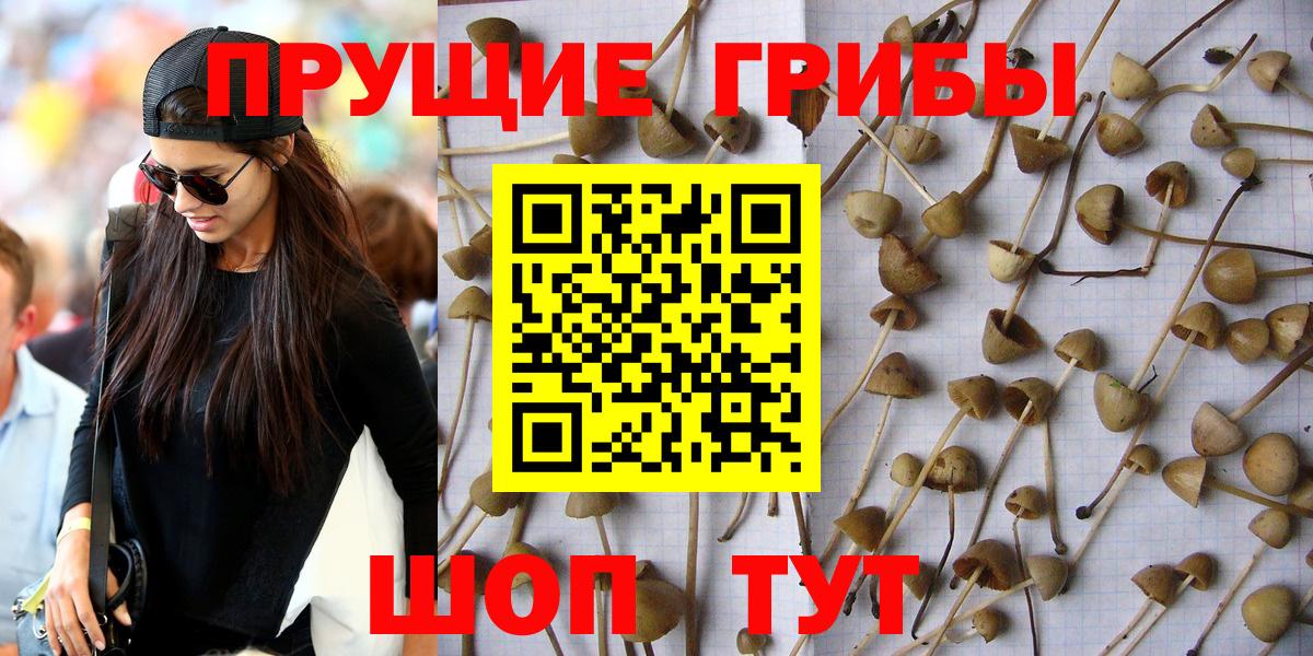 Галлюциногенные грибы Psilocybe Архангельск